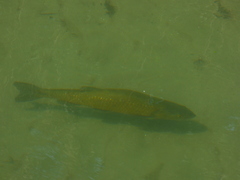 Squalius squalus