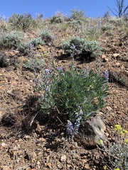Lupinus nevadensis