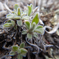 Aster alpinus vierhapperi