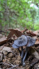 Entoloma