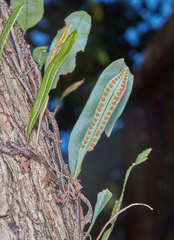 Microgramma squamulosa