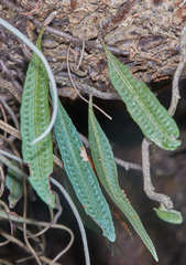 Microgramma squamulosa