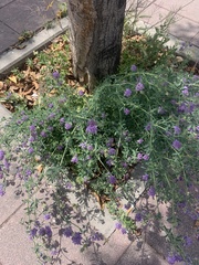 Medicago sativa
