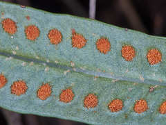 Microgramma squamulosa