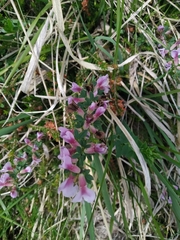 Chamaecytisus purpureus