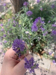 Medicago sativa