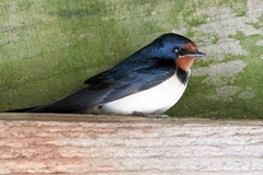 Hirundo rustica