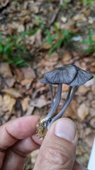 Entoloma