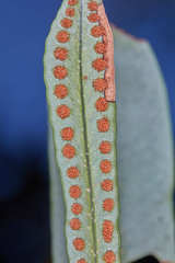 Microgramma squamulosa