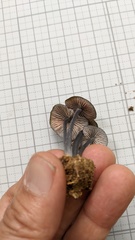 Entoloma