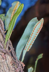 Microgramma squamulosa