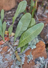 Microgramma squamulosa