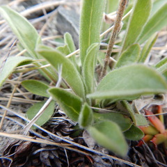 Aster alpinus vierhapperi