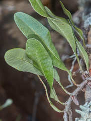 Microgramma squamulosa