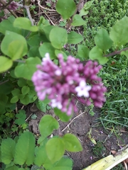 Syringa meyeri