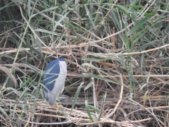 Nycticorax nycticorax