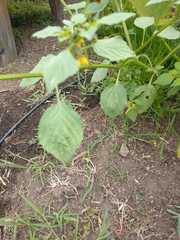 Physalis philadelphica