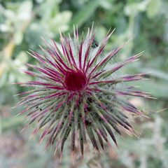 Carduus uncinatus