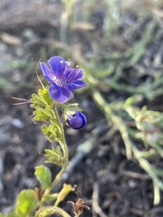 Phacelia viscida