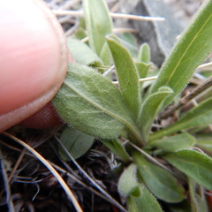 Aster alpinus vierhapperi