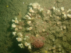 Cladopsammia eguchii