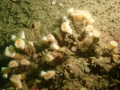 Cladopsammia eguchii