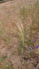 Stipa lagascae