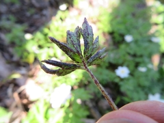 Synchytrium anemones