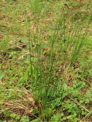 Juncus laccatus
