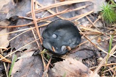 Pseudoplectania melaena