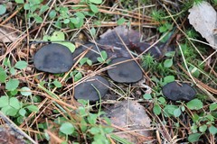 Pseudoplectania melaena
