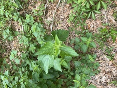 Ageratina jucunda
