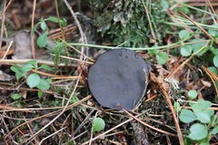 Pseudoplectania melaena