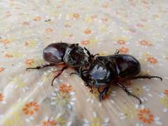 Oryctes nasicornis corniculatus