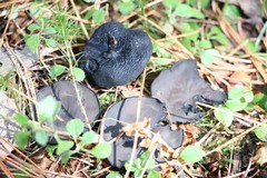 Pseudoplectania melaena