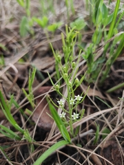 Thesium repens