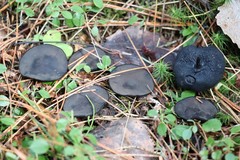 Pseudoplectania melaena