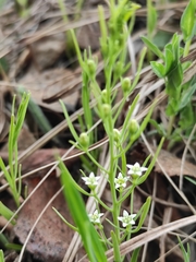 Thesium repens