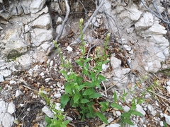 Pseudoturritis turrita