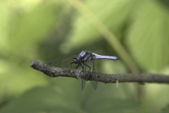 Orthetrum internum