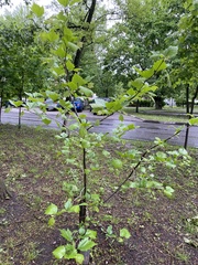 Crataegus mollis