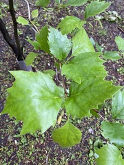 Crataegus mollis