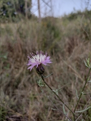 Centaurea aspera