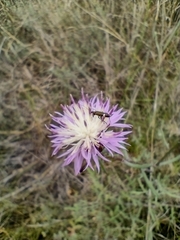 Centaurea aspera