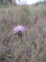 Centaurea aspera