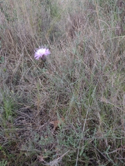 Centaurea aspera