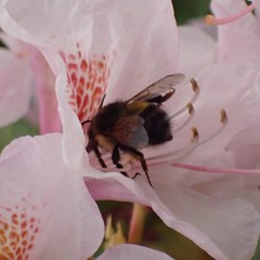 Bombus