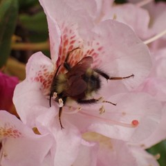 Bombus melanopygus