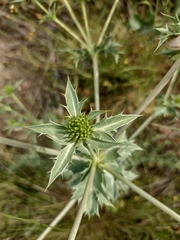 Eryngium campestre