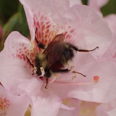 Bombus melanopygus